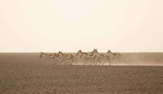 Little Rann of Kutchh